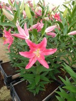 [4352 Viviana VZ No101.JPG]